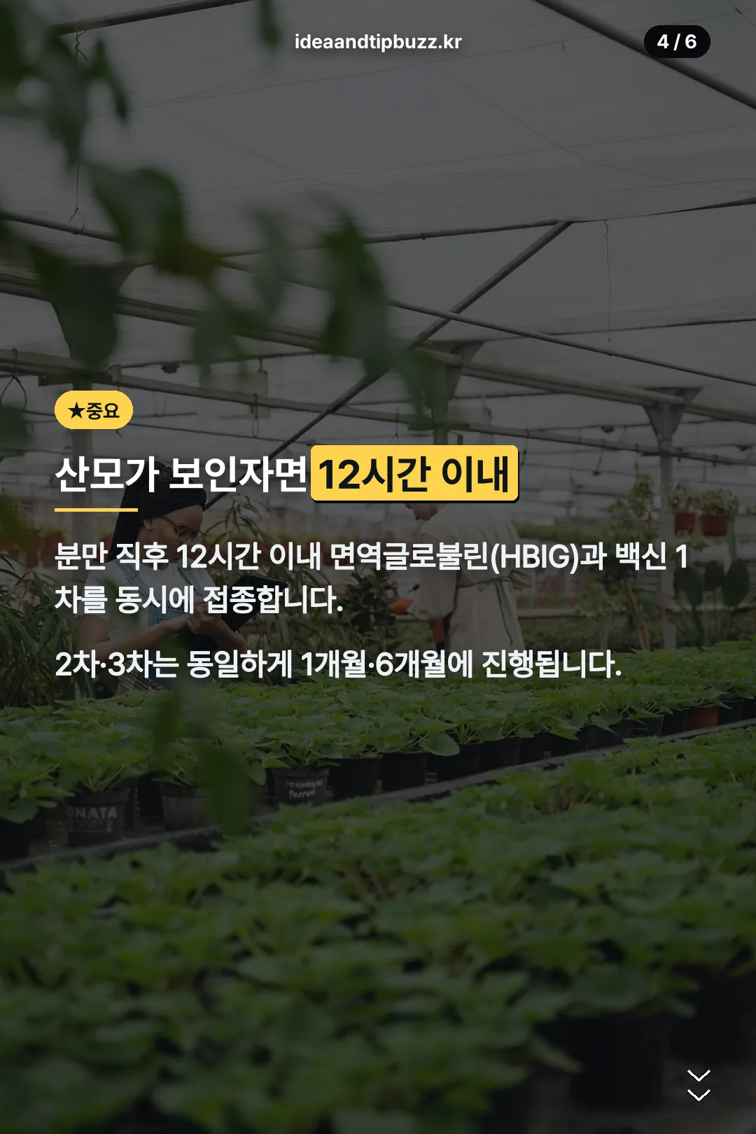 산모 보인자 시 12시간 이내